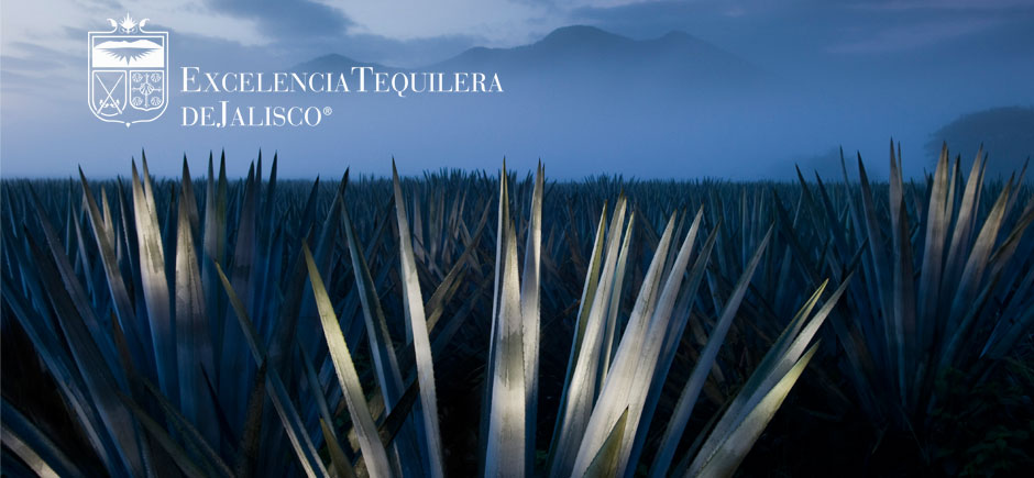 Agave al amanecer